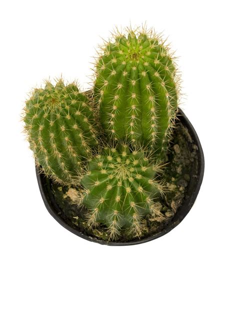 Trichocereus Grandiflorus Hybrid Torch Cactus Altman Plants