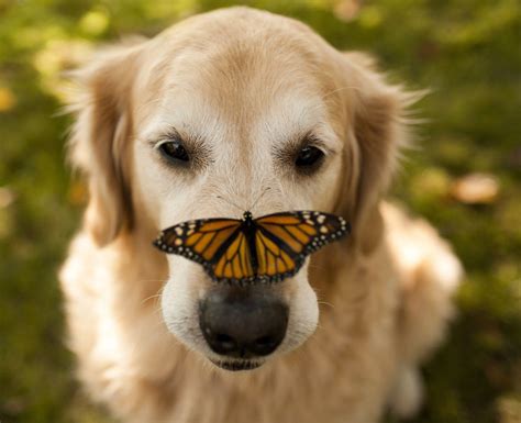 10 Animals With Butterflies Look Like Disney In Real Life