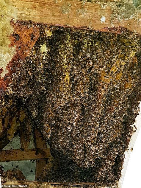 Skin Crawling Moment Pest Controller Vacuums Up Thousands Of Bees As They Swarm Around A Bedroom
