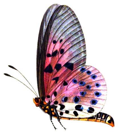 Browse and download hd butterfly png images with transparent background for free. Butterfly 2 PNG stock by lubman on DeviantArt