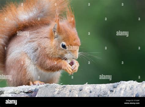 Eurasian Red Squirrel Sciurus Vulgaris Stock Photo Alamy