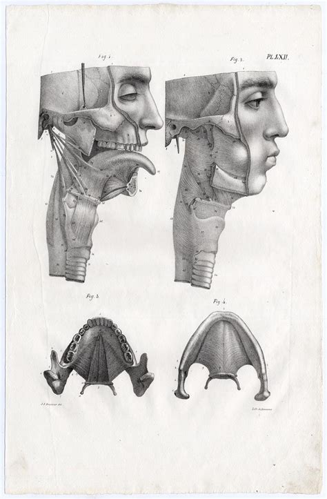 Antique Print Human Anatomy Larynx Tongue Uvula Pharynx Teeth Lxii