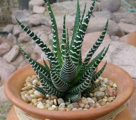 They have clusters of thick, pointed green leaves with bumpy white lines in. Imagen 23 | suculentas-crasas-cactus | Pinterest | Cacti