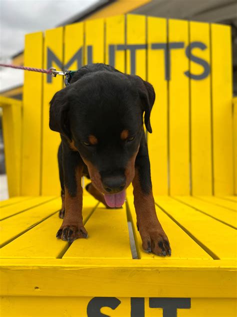 Our Pet Friendly Bar Lets You Eat And Drink With Your Pup Mutts