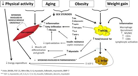 Adipose Cells And Myocytes In Sarcopenic Obesity Encyclopedia Mdpi