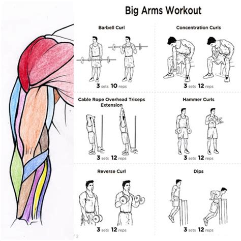 Big Arms Workout Plan Fitness Health Routine Bicep Tricep Core