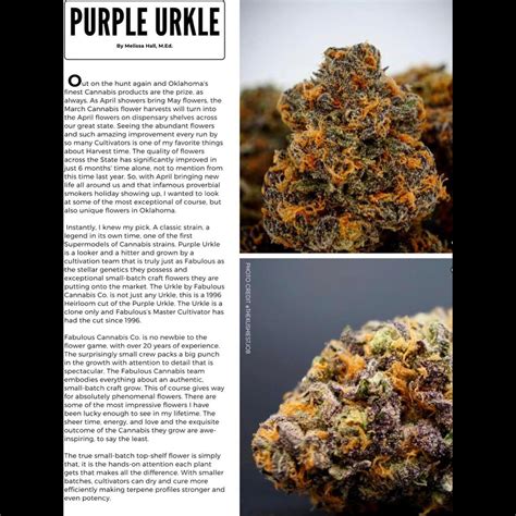 Strain Review Purple Urkle By Fabulous Cannabis Co The Highest Critic