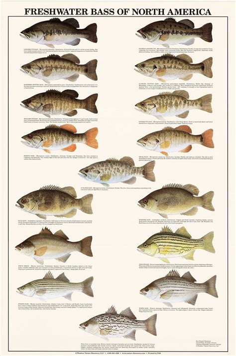 Fish Poster Freshwater Bass Identification Chart Gamefish Fishermens