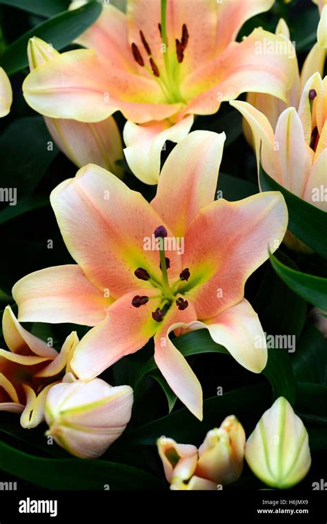 Lilium Zelmira Orienpet Lily Lilies Salmon Orange Colour Color Flower