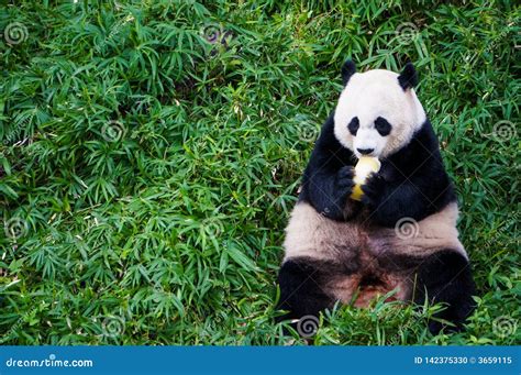 Giant Panda Eating Food Some Fruit In The Middle Of Green Meadow In