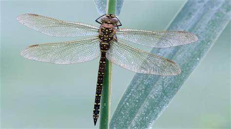 Why Female Dragonflies Go To Extreme Lengths To Avoid Sex