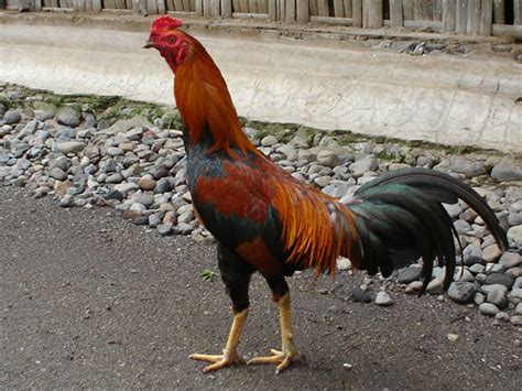 Perbedaan tersebut juga dapat kita manfaatkan untuk membedakan spesifikasi ayam yang bagus untuk dijadikan andalan. Jenis Ayam Kampung Berdasar Warna Bulu | Ilham_Creative