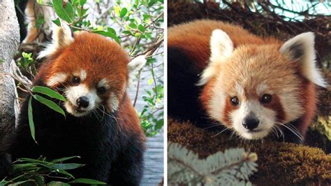 Red Pandas Are Two Species Not One Bbc News