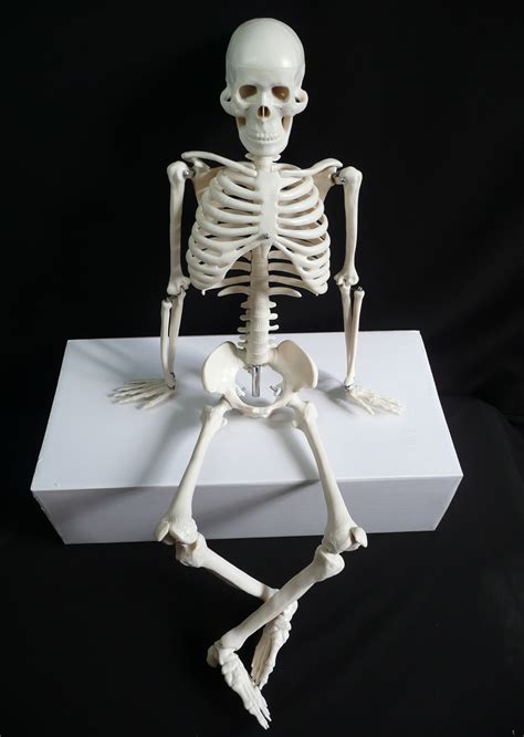 Human Body Bones Structure