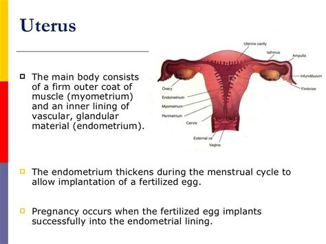 Ppt Reproductive Physiology The Female Reproductive System Powerpoint