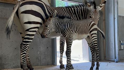 Hogle Zoo Welcomes Newborn Male Zebra