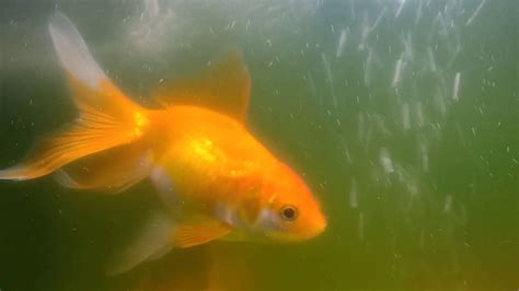 Pregnant Aquarium Goldfish Goldfish Pregnant Youtube
