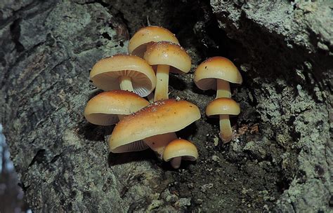 The Curious Lives Of Carnivorous Nematophagous Mushrooms Learn Your