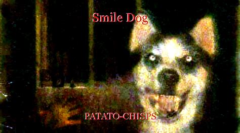 What Is The Story Of Smile Dog