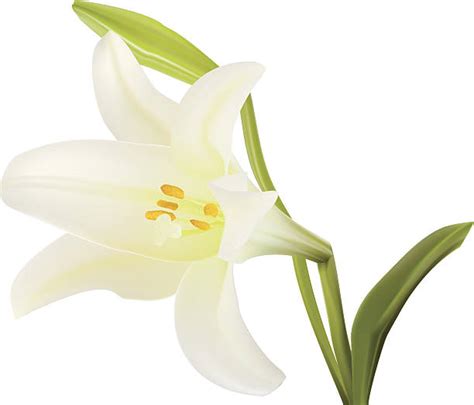 Best Silhouette Of Easter Lilies Illustrations Royalty Free Vector