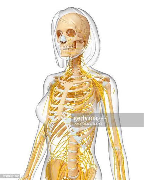 Female Rib Cage Photos And Premium High Res Pictures Getty Images