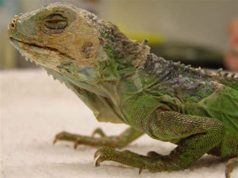 Iguana Verde Aem