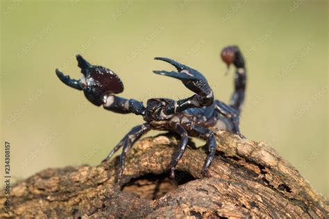 Emperor Scorpion Is A Species Of Scorpion Native To Rainforests And