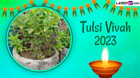 Festivals And Events News When Is Tulsi Vivah 2023 Know Date Timings