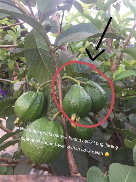 Menanam jambu biji sebenarnya bukanlah perkara yang sulit mengingat tanaman ini memiliki toleransi yang cukup tinggi jambu biji memiliki begitu banyak varietas dan memiliki nilai ekonomis yang tinggi. Pokok Jambu Batu Di Laman Rumah Berbuah, Segera Balut ...