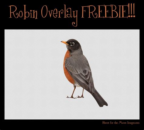 Robin Overlay Freebie Shoot For The Moon Images