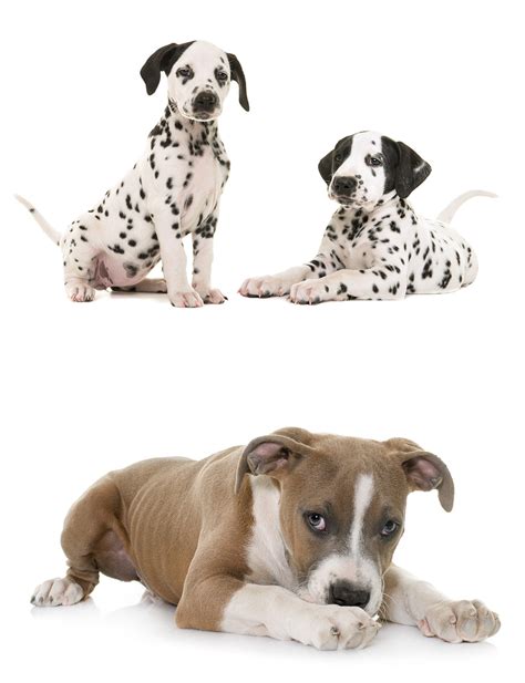 Large breeds usually give birth to around 7 puppies, although it's not uncommon for them to have up to a dozen. Is The Dalmatian Pitbull Mix The Right Pet For Me?