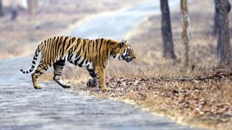 Pricetag Set For Tiger Conservation Bbc News