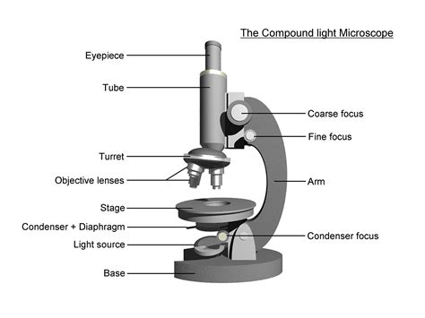 Microscope Diagram To Print 101 Diagrams