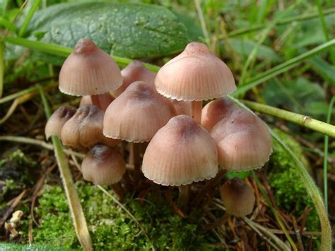 Pacific Nw Mushroom Guide
