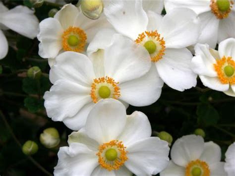 Flowers are alive, beautiful flowers bloom in the proper climate and weather. White Japanese anemone | United States Botanic Garden