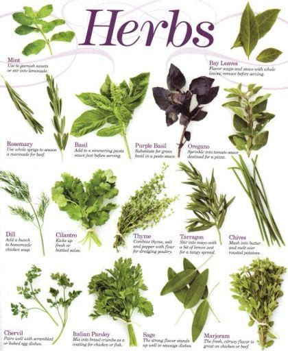 Medicine Cat Herbs And What They Do Medicinewalls