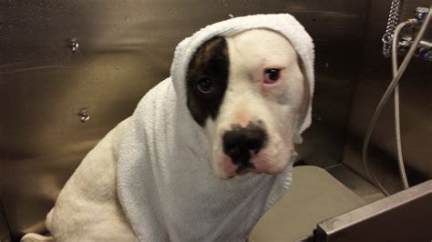 Click here to view american bulldogs in florida for adoption. American Bulldog Rescue - 501C3 Not-for-Profit Dog Rescue ...
