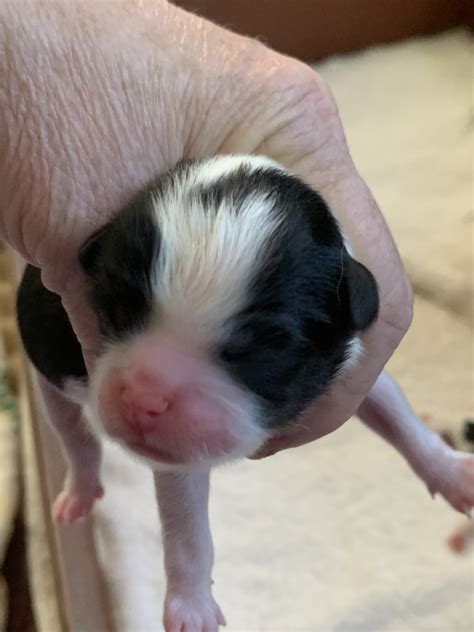 Japanese Chin Puppies For Sale Salem Or 309960
