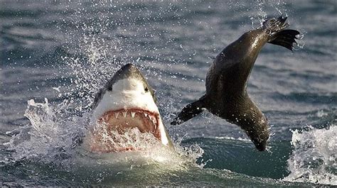 Roumenův Rouming Zábavné A Zajímavé Obrázky Shark Vs Seal