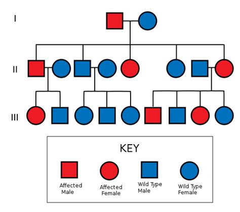What Is The Difference Between Autosomal And X Linked Pedigree Compare The Difference Between