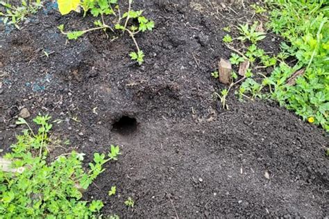 Rat Holes In Garden Heres What To Do Garden Tips 360