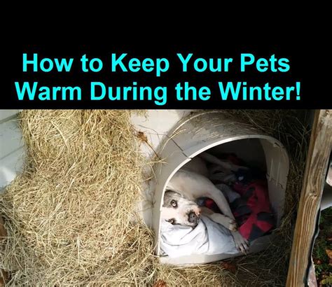How To Keep A Dog Warm During Winter Cold Weather Warm Dog House