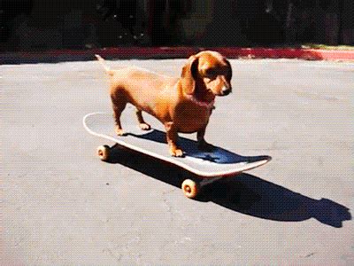 With tenor, maker of gif keyboard, add popular thor animated gifs to your conversations. Skateboarding-Animal GIFs - Find & Share on GIPHY