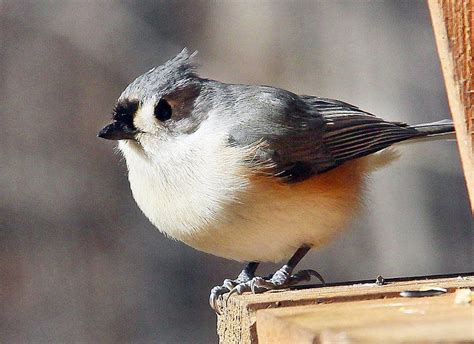 Warm Winters Early Springs Threaten Indiana Birds Local News