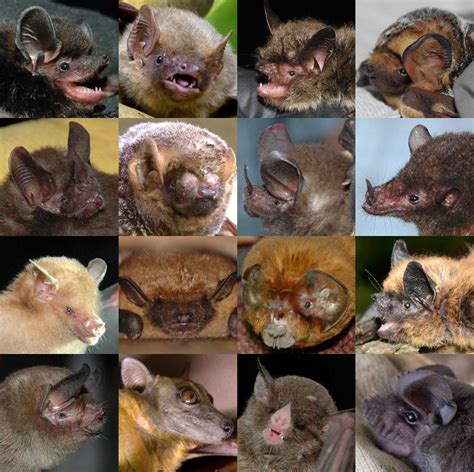 Bat Week Day 2 The Many Faces Of Bats Healthy Wildlife