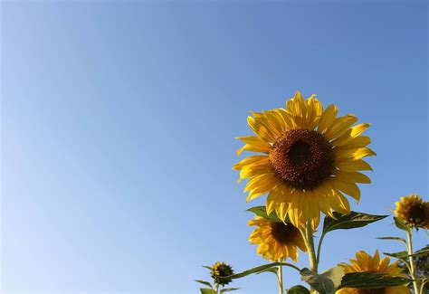 Sunflower Sky Green Free Photo On Pixabay