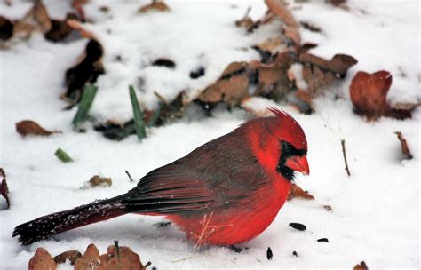 Male Cardinal Bird In Snow Free Stock Photo Public Domain Pictures