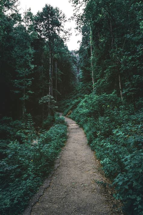Forest And Path Photo Free Path Image On Unsplash