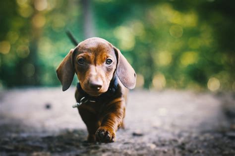 Dachshund Wallpapers Pictures Images