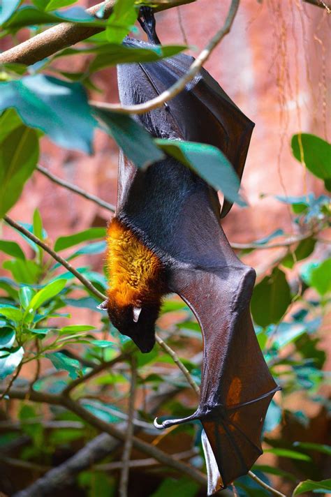Megabat Fruit Bat Flying Fox This Is A Photo Of A “megabat” Aka